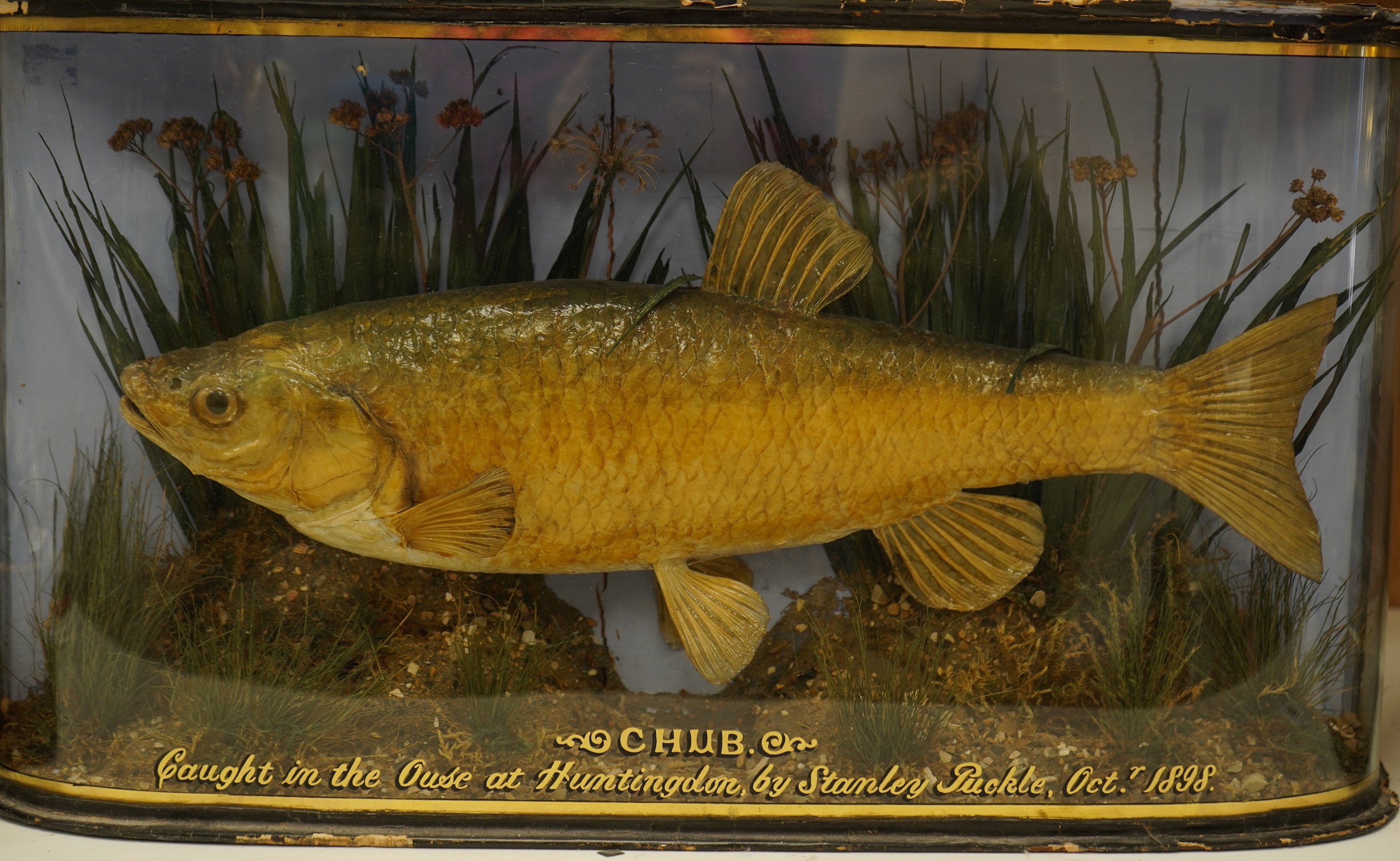 A taxidermy Chub in a bowed case, inscribed ‘Caught in the Ouse at Huntingdon, by Stanley Puckle, Oct. 1898’, 59cm wide